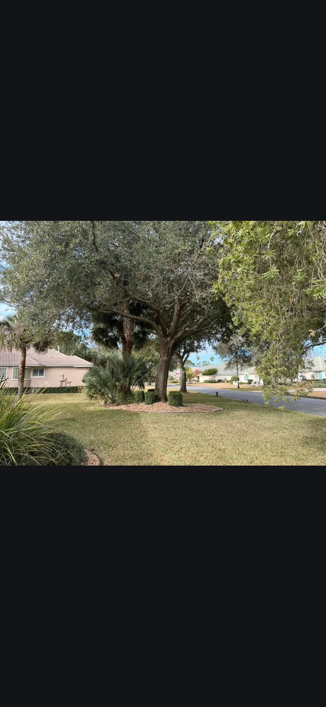 Large mature oak tree with manicured landscape bed and residential home in background