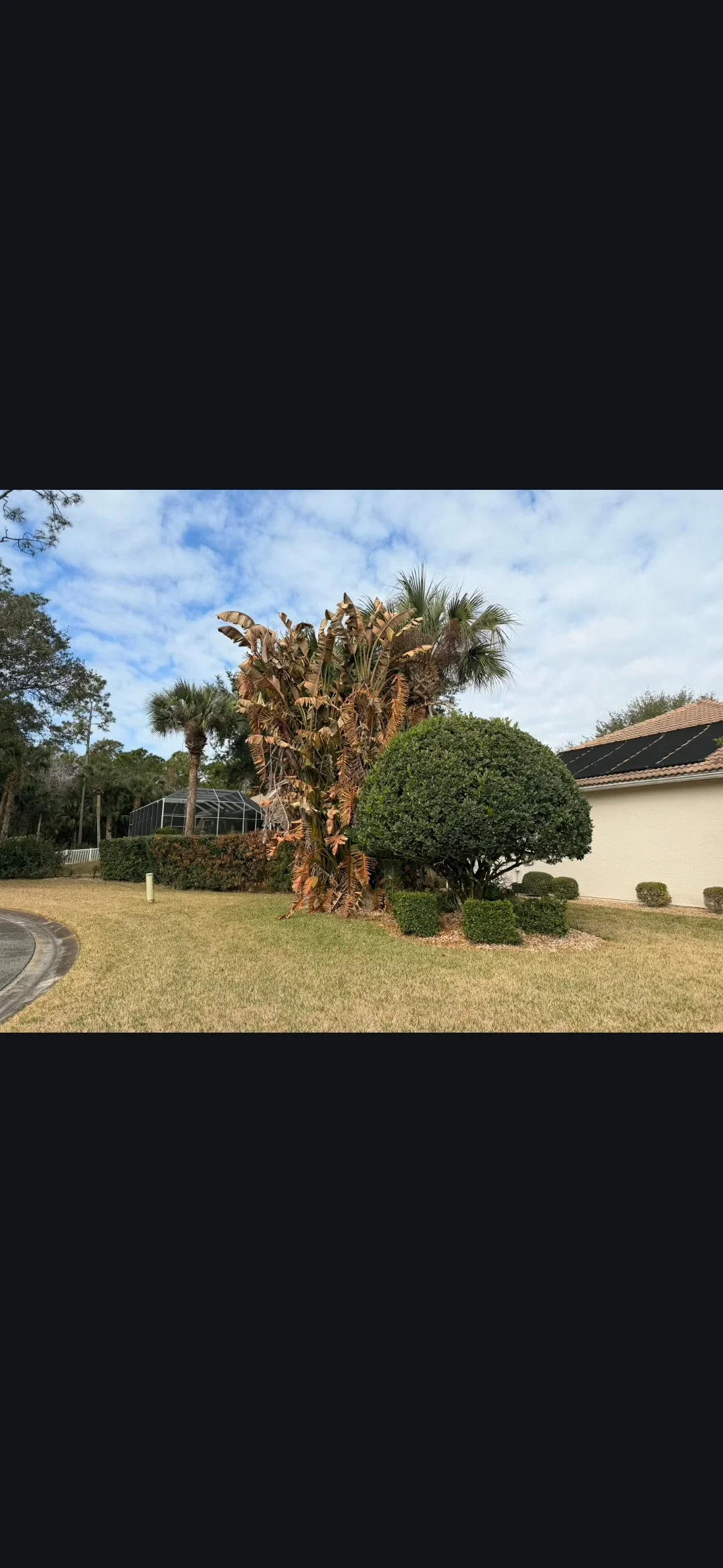 Residential yard with removed palm tree stump and healthy boxwood landscaping