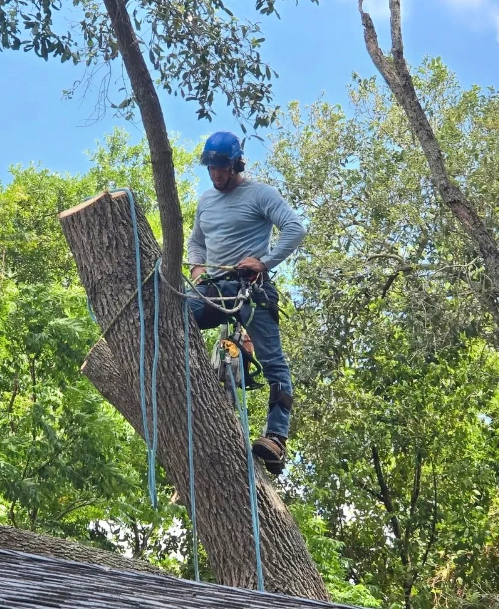 Arborist in blue helmet climbing large tree trunk with rope rigging equipment